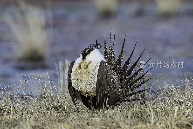 大鼠尾草松鸡(centrrocercus urophasianus)，也被称为鼠尾草，是北美最大的松鸡。它的分布范围是美国西部、阿尔伯塔省南部和加拿大萨斯喀彻温省的山艾树国家。马勒尔国家野生动物保护区